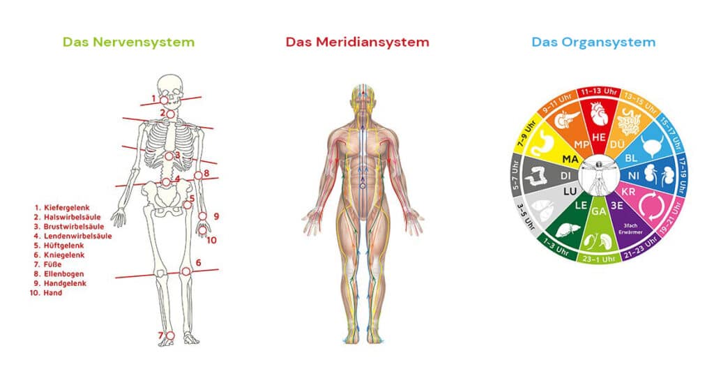 Cell Reactive Training - Hermine-Jausz